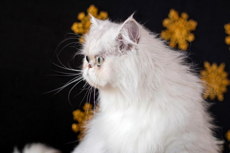Silver-Persian-Cat-with-Flat-Face