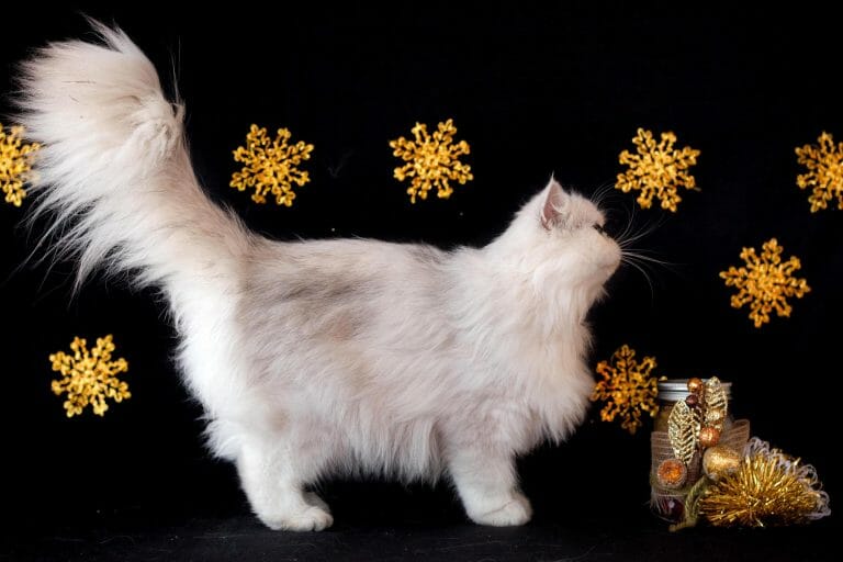 Silver-Shaded-Persian-Cat