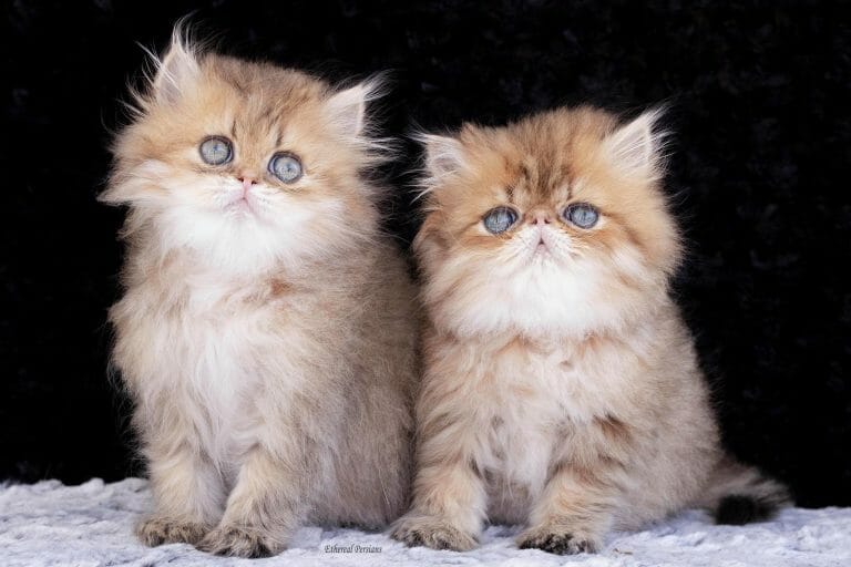 Doll-face-and-extreme-face-persian-kitten