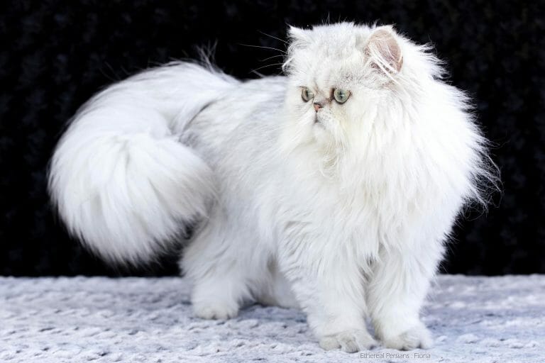 Silver-persian-cat-with-doll-face