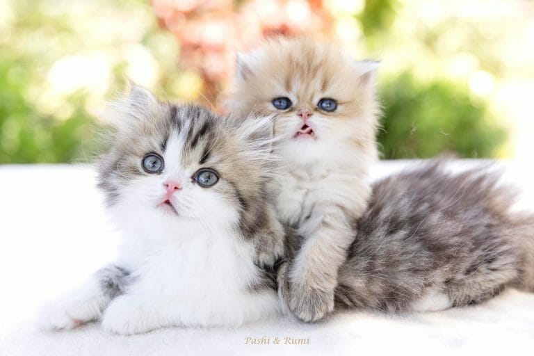Cute-persian-kittens