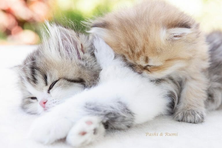 Cute-persian-kittens