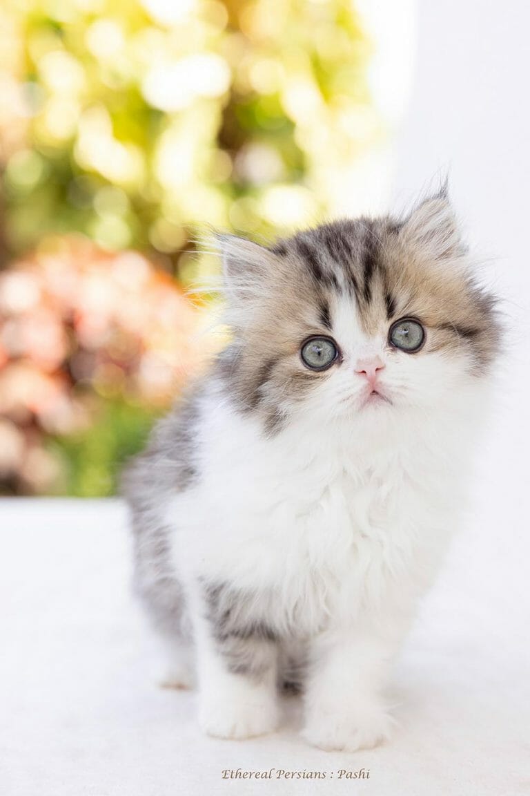 Tabby-and-white-persian-kitten