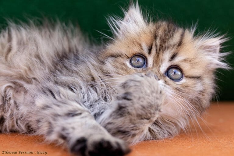Golden-tabby-persian-kitten