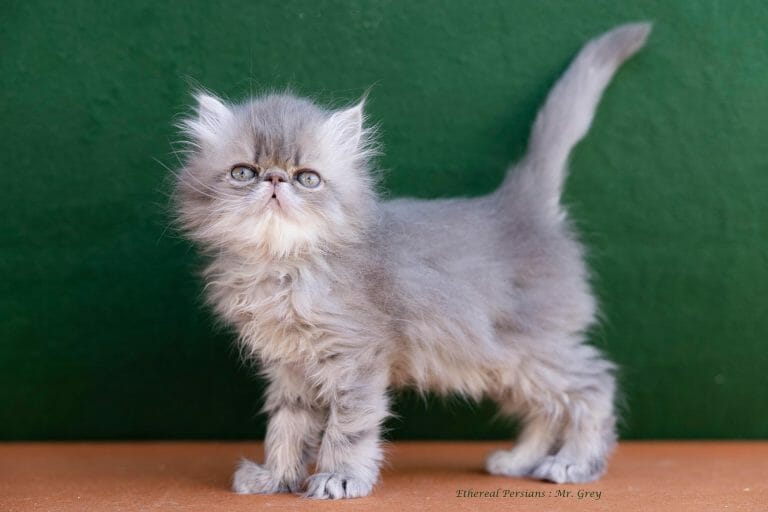blue-extreme-face-persian-kitten