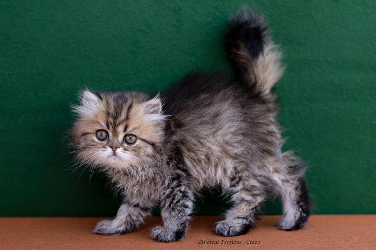 Black-tabby-doll-face-persian-kitten