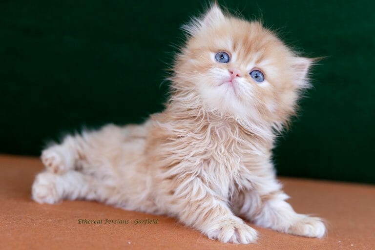 Orange-doll-face-persian-kitten