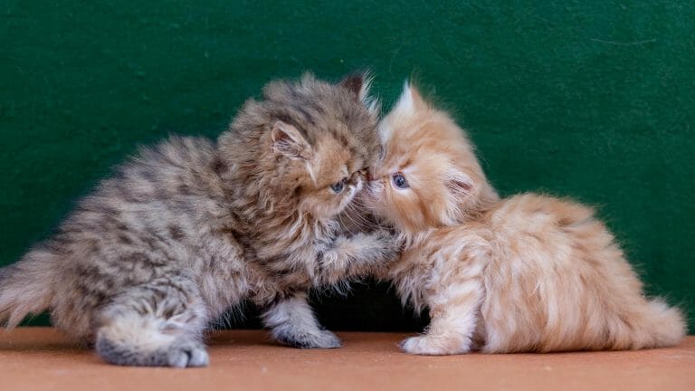 Persian-kittens-playing