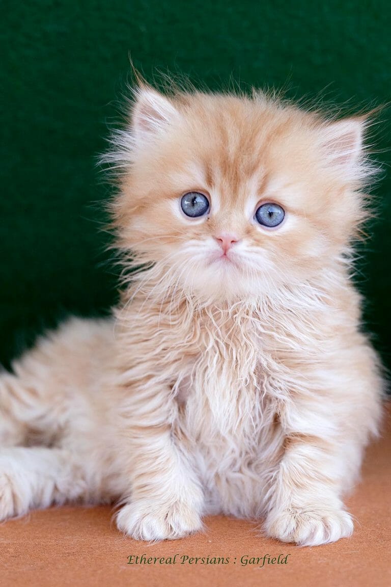 Red-doll-face-persian-kitten