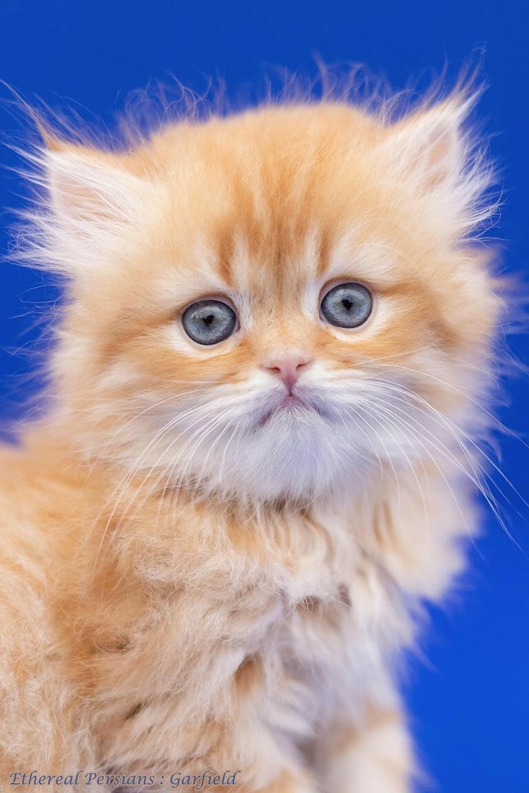 Orange-persian-kitten-with-doll-face