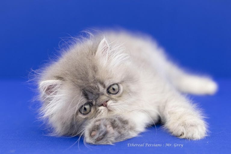 Grey-persian-kitten-with-extreme-face