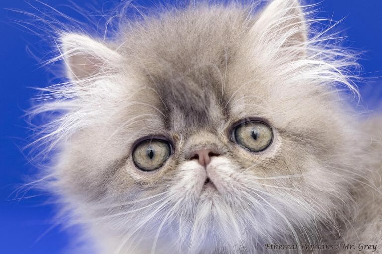 Grey-persian-kitten-with-extreme-face