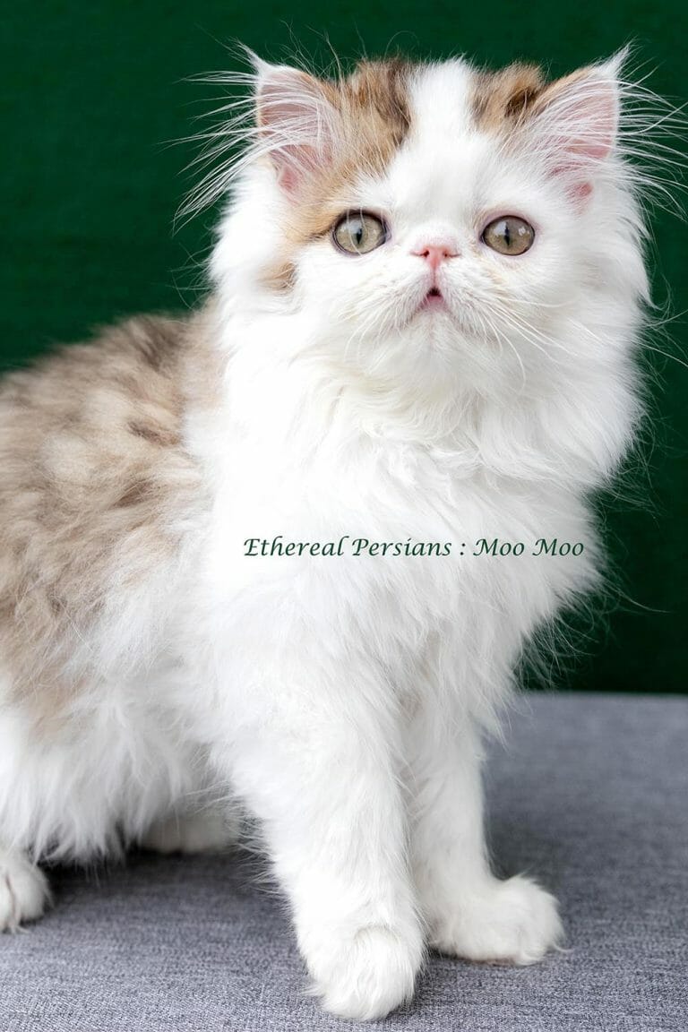 Tabby-and-white-extreme-face-persian-kitten