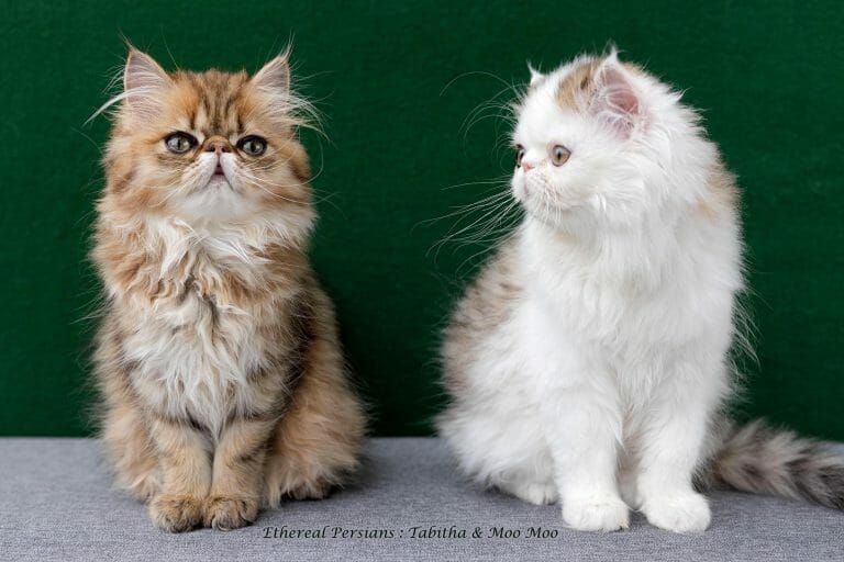 Ethereal-Persian-Kittens