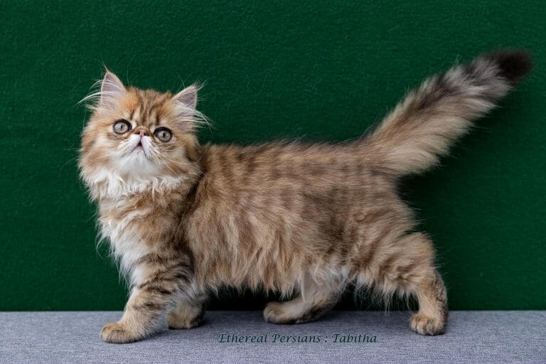 Golden-Tabby-Extreme-Face-Persian-Kitten