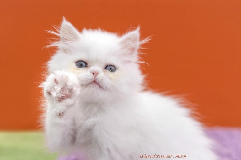white-persian-kitten
