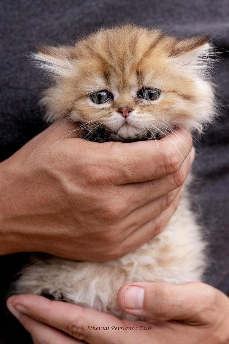 Golden-Doll-Face-Persian-Kitten