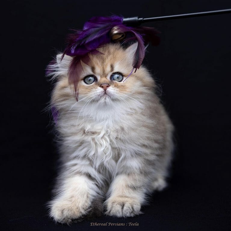 Golden-doll-face-persian-kitten