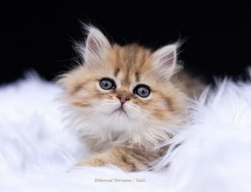 Golden-Ethereal-Persians-Cat-on-Backdrop