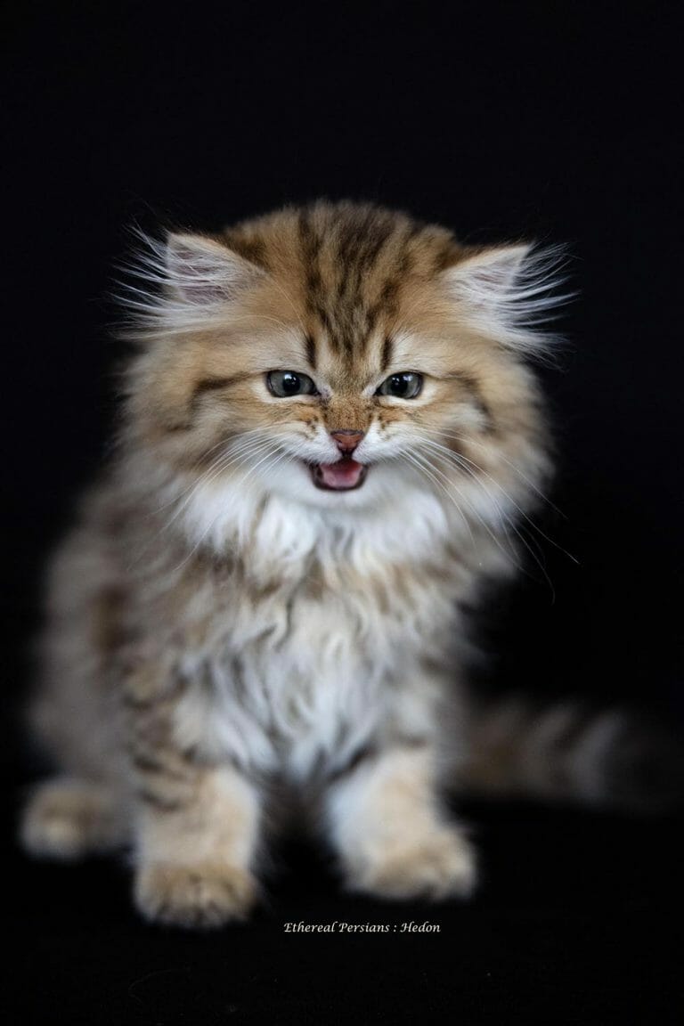 Golden-Doll-Face-Persian-Kitten