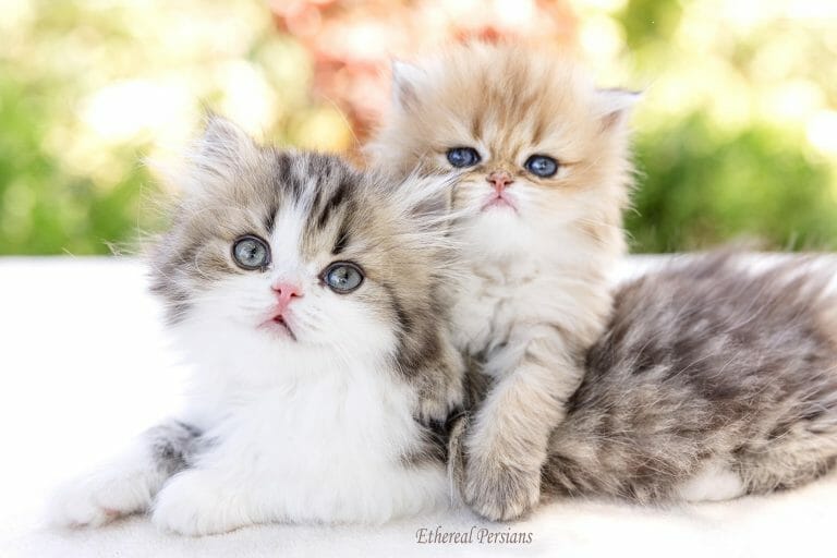 Bicolor-and-Golden-Doll-Face-Persian-Kittens