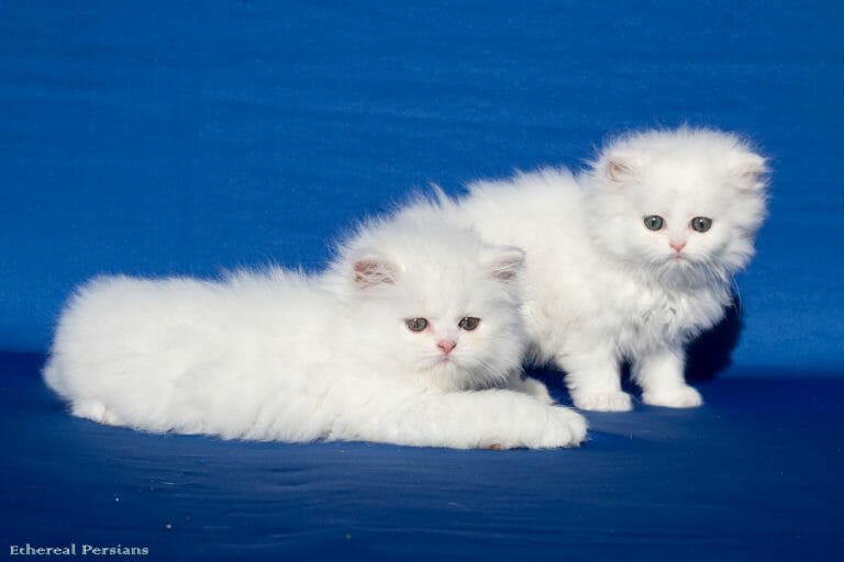 White-Doll-Face-Persian-Kittens