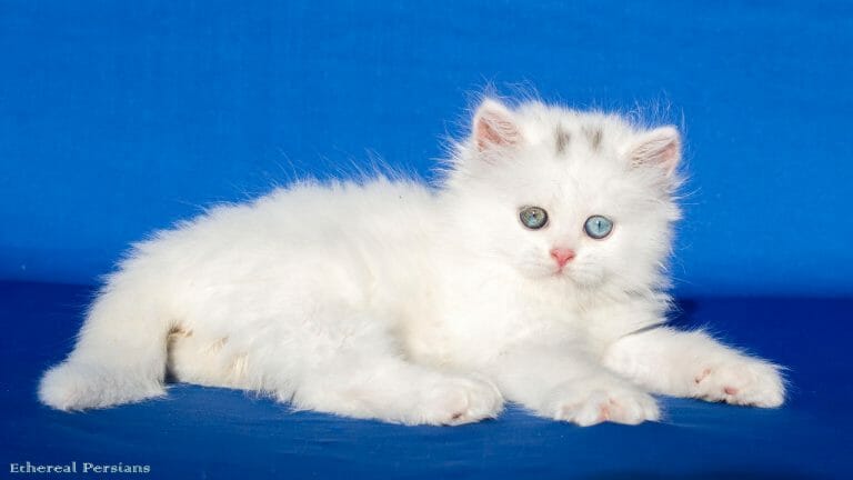 White-Odd-Eyed-Doll-Face-Persian-Kitten
