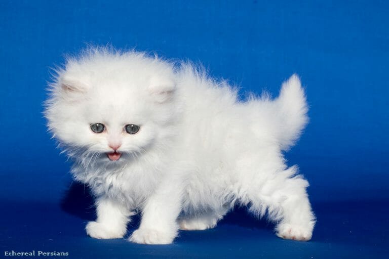 Fluffy-white-doll-face-persian-kitten