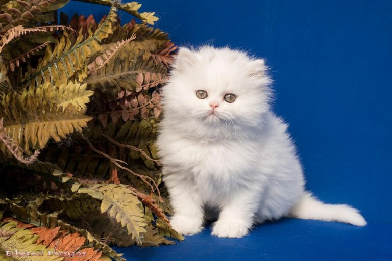 White-Doll-Face-Persian-Kitten-with-Copper-Eyes