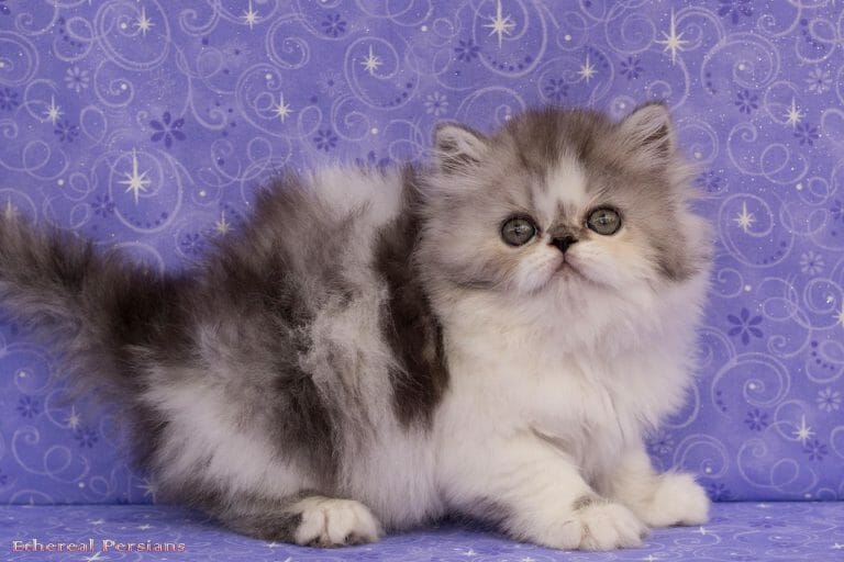 Grey-and-White-Bi-Color-Persian-Kitten-with-Flat-Face