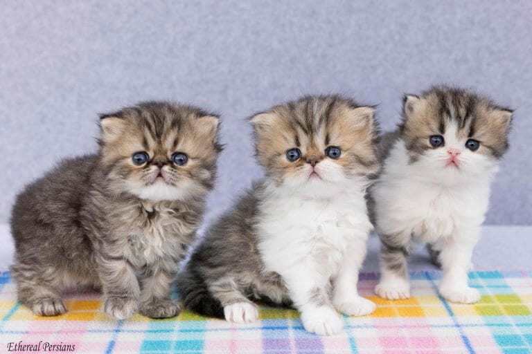 Tabby-and-Bi-Color-Persian-Kittens