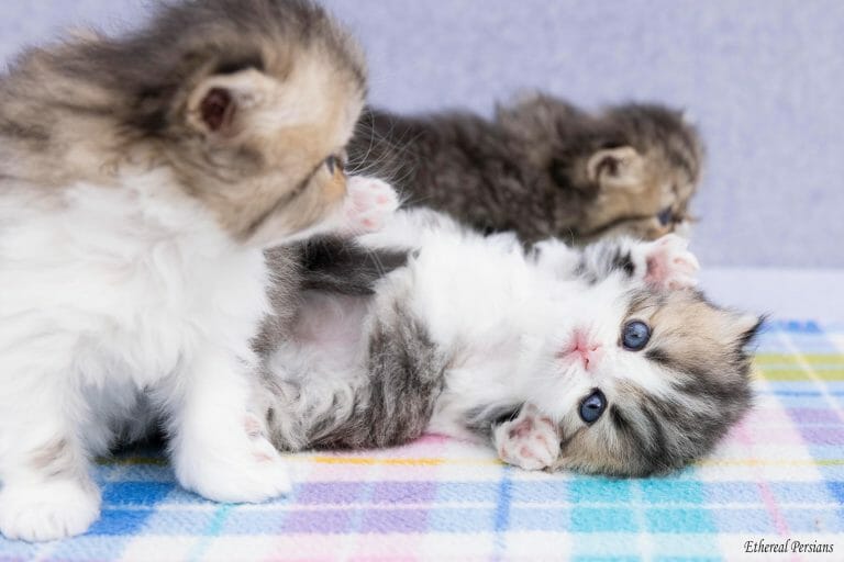 Cute-Tabby-and-White-Persian-Kitten