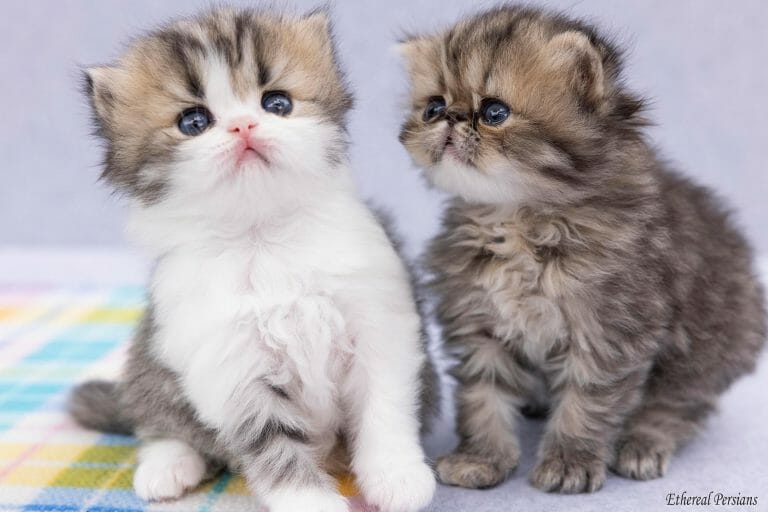 Tabby-and-Tabby-and-White-Persian-Kittens