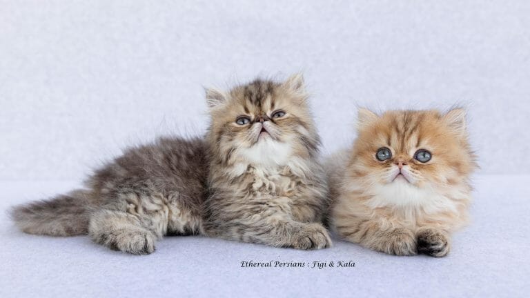 Tabby-and-Golden-Persian-Kittens