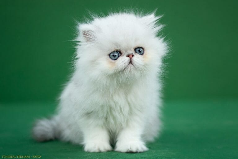 Silver-Shaded-Extreme-Face-Persian-Kitten