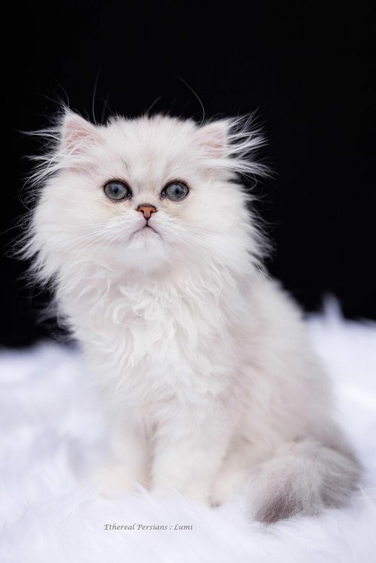 Silver-Shaded-Doll-Face-Persian-Kitten