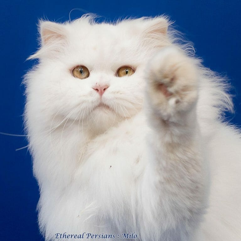 Milo-White-Persian-Cat-Doll-Face-Copper-Eyes