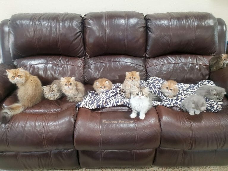Persian-kittens-of-ethereal-persians-cattery-on-couch
