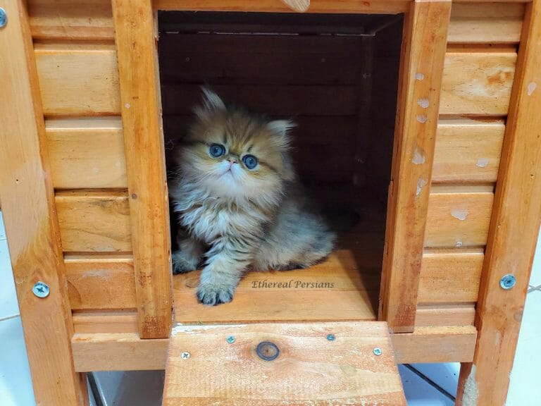 Golden-extreme-face-persian-kitten-wooden-house