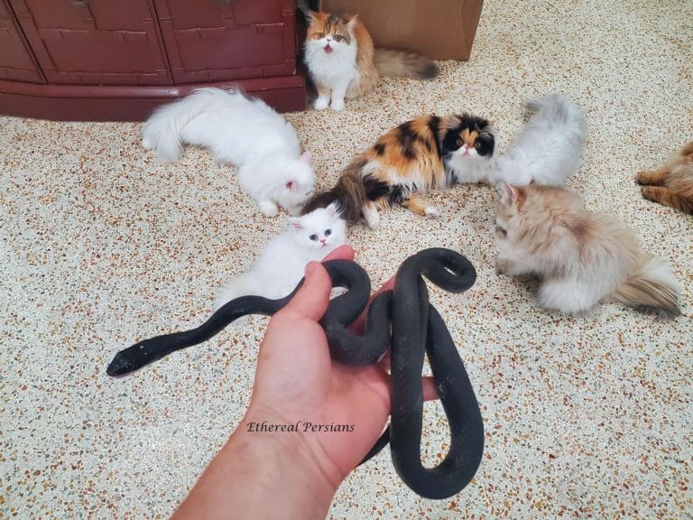 black-snake-persian-cats-kittens-calico-white-silver