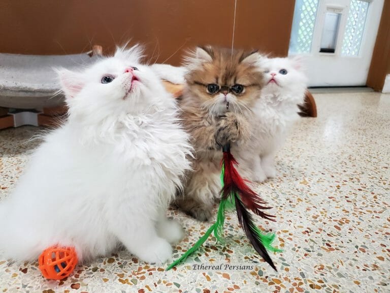 White-golden-persian-kittens-playing-wand-toy