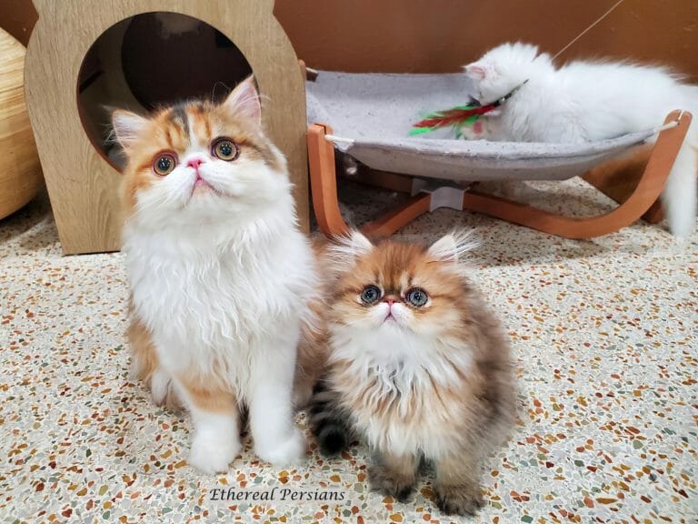 Calico-golden-extreme-face-persian-cat-kitten