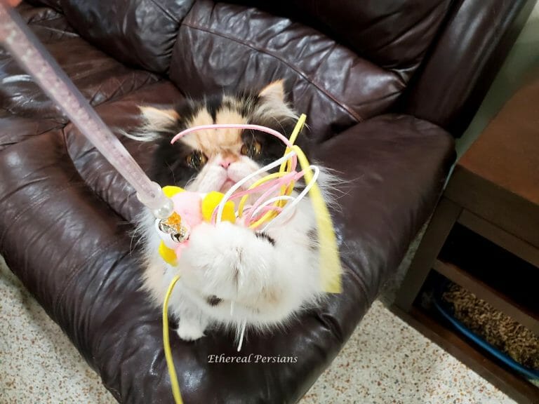 Calico-persian-cat-copper-eyes-playing-wand-toy
