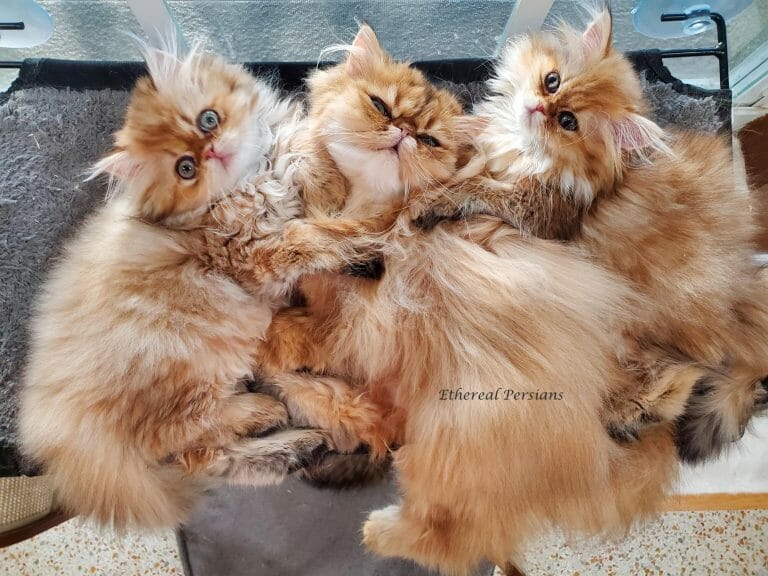 Golden-doll-face-persian-cats-on-window-sill-hammock