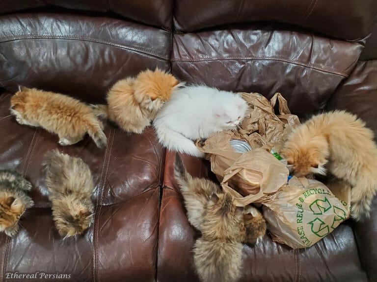 Persian-kittens-on-couch-golden-tabbies