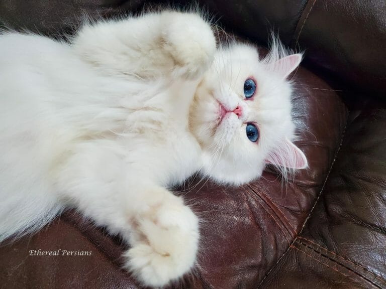 White-persian-cat-blue-eyes-brown-couch