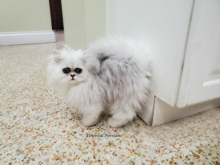 -silver-persian-cat-doll-face-huge-close-eyes-curled-tail