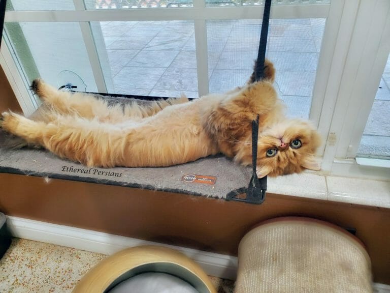 Titan-persian-cat-golden-extreme-faced-window-hammock