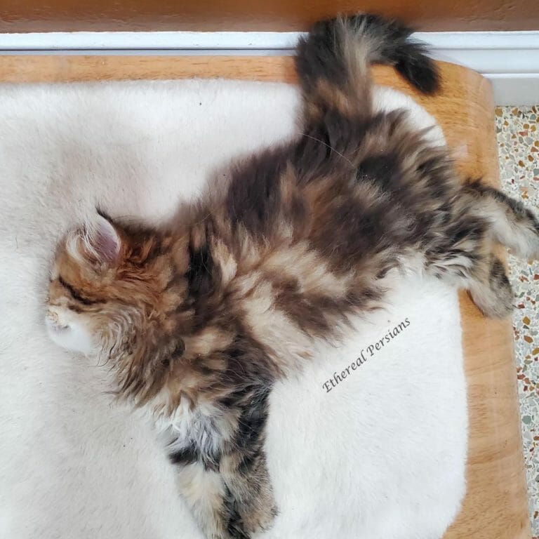 Shaded-golden-persian-cat-sleeping-wooden-cat-bed
