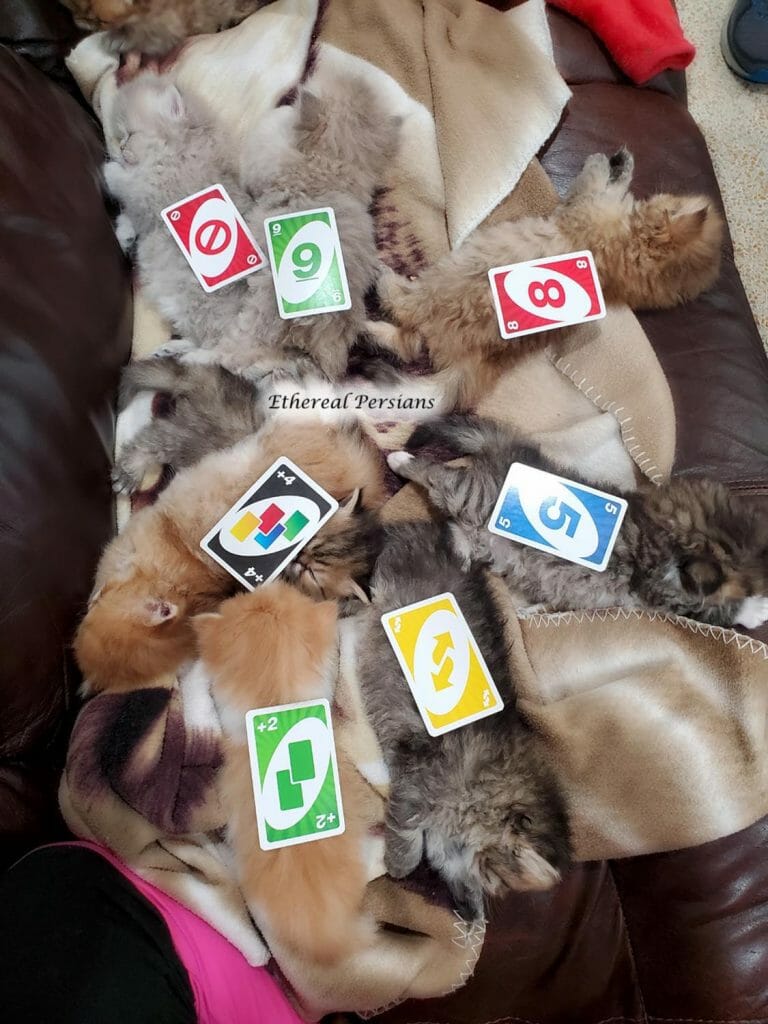 uno-cards-on-persian-kittens-sleeping-couch